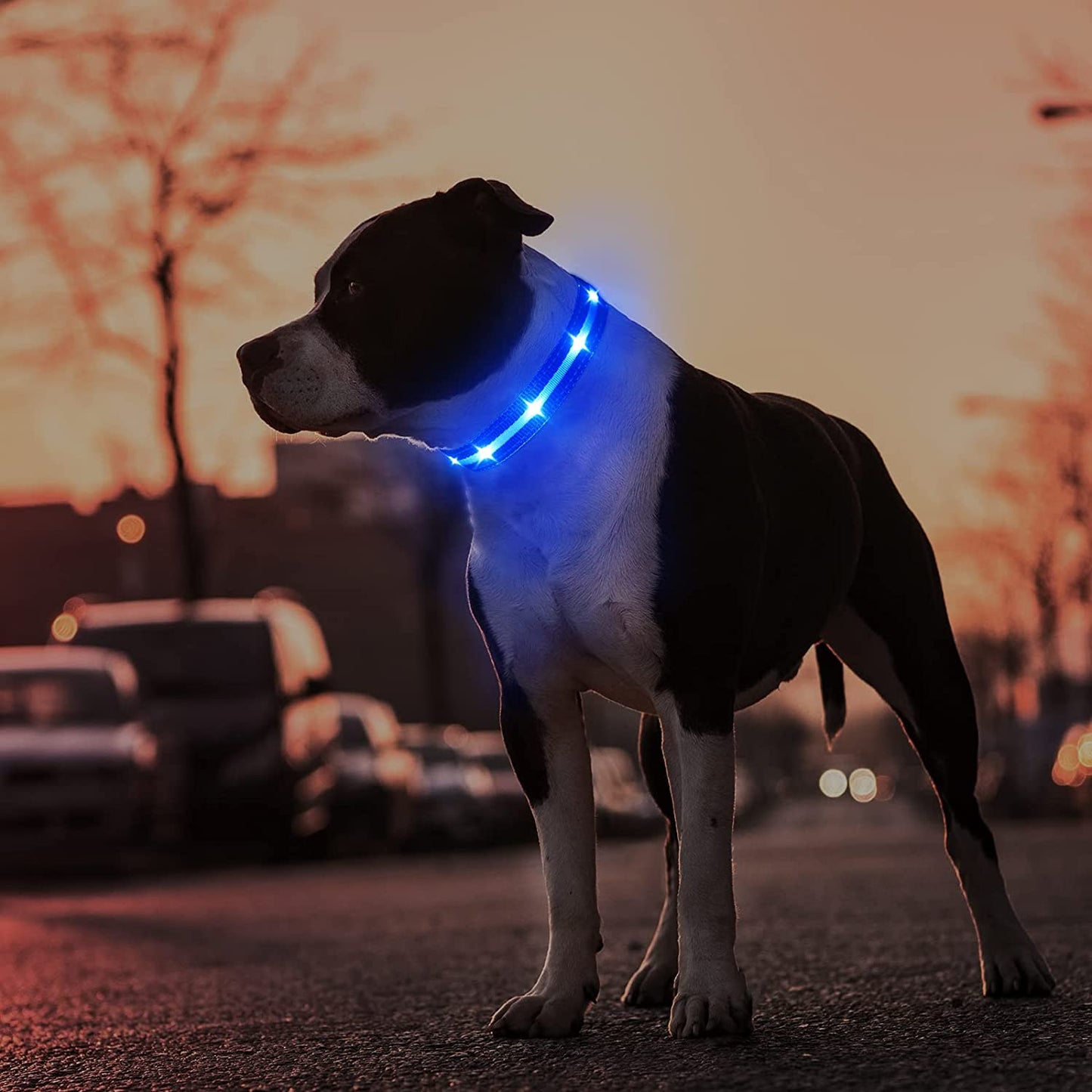 MASBRILL Led Dog Collar-Rechargeable Light up Dog Collars Water-Resistant Lighted Dog Collar Flashing Glowing Dog Collar Night Walking Collar for Dogs M(19.69 * 0.98Inch)